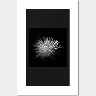 Spring Chrysanthemum Posters and Art